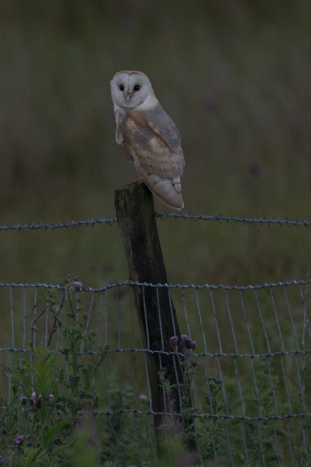 Barn owl perched on a wooden fence post with wire fencing visible in soft, overcast light.