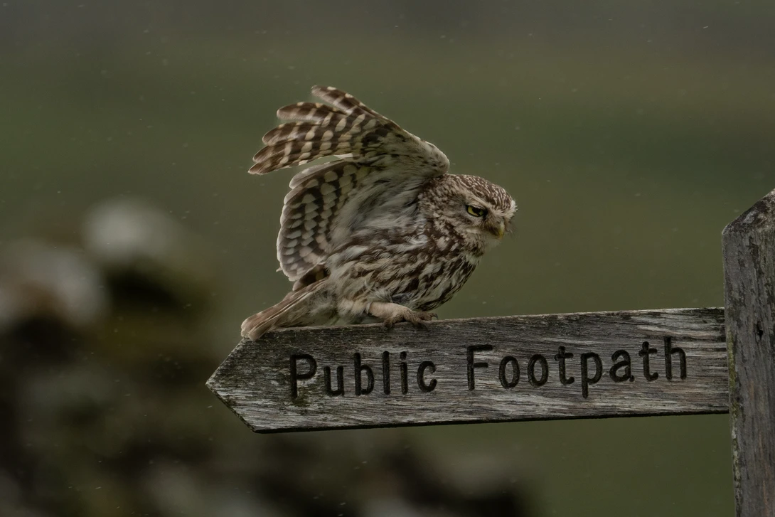Little owl perched on a wooden public footpath sign post with blurred green background.