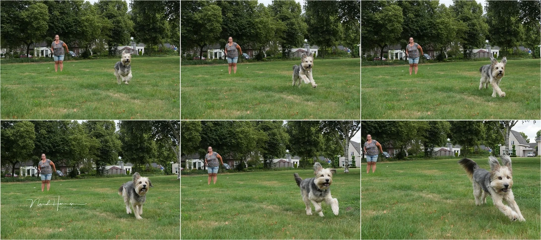 Don't trust the A.I. autofocus engine. It has a will of its own. Although animal AF is chosen, it has decided to focus on the human instead.