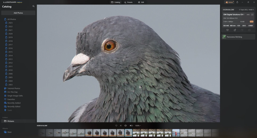 Close-up portrait of a gray pigeon with distinctive orange eye and white facial patch against neutral background.