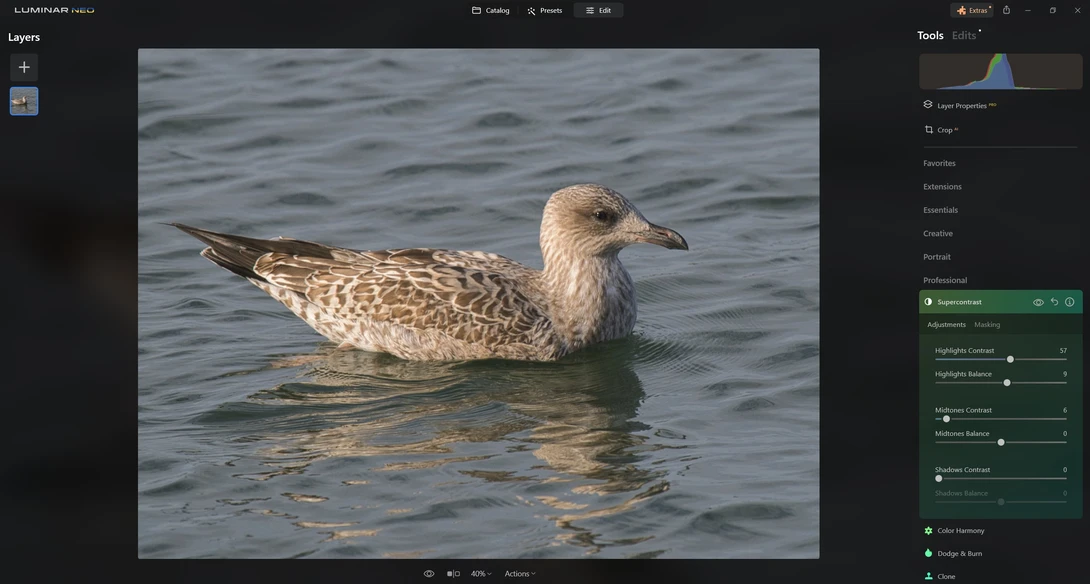 Young gull floating on calm water with mottled brown and white plumage.