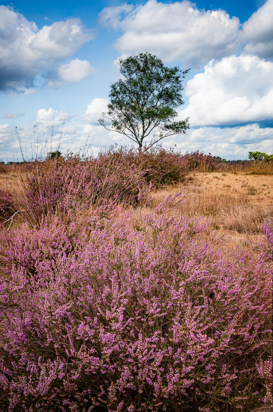 Sony A7 IV with FE16-35GMII at 35mm, ISO100, f/11 and 1/125s Photostacking option of the Sony A7 IV is used. Stacked in Photoshop, post processed to taste in Lightroom Classic