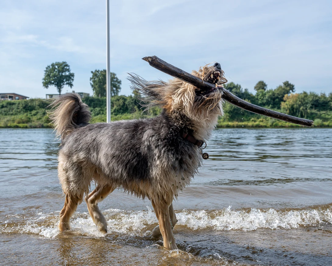 The autofocus motors keep up with the autofocus speed of the Sony A7 IV. There is no issue whatsoever.