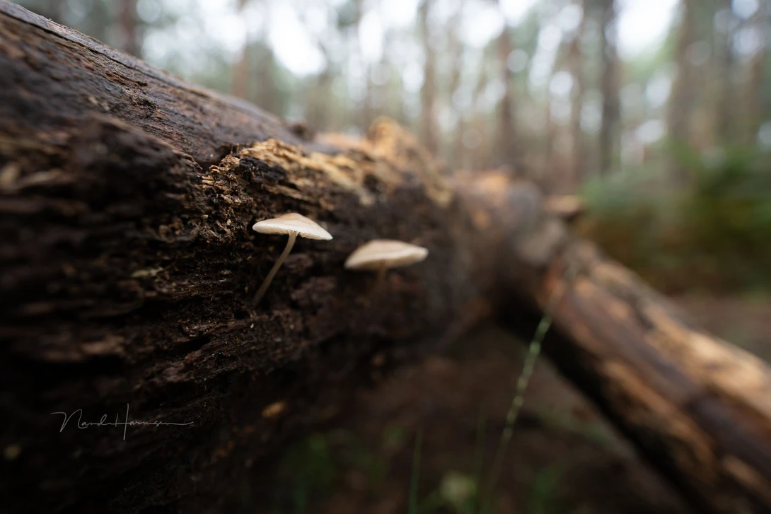 Getting close, up to 22cm distance. This is the bokeh with f/2.8 and 16mm focal length