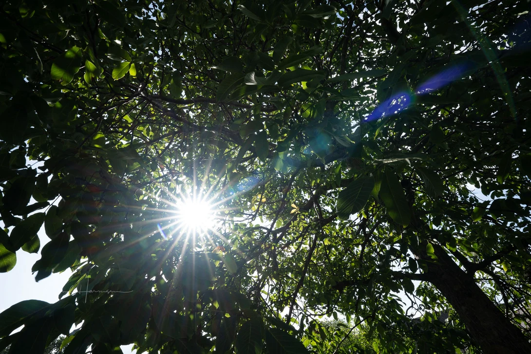 One extreme example of flares. This is shot with aperture f/11