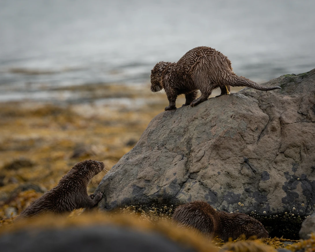 Three otters on a rocky shoreline with one climbing a large stone while others rest nearby in shallow water.