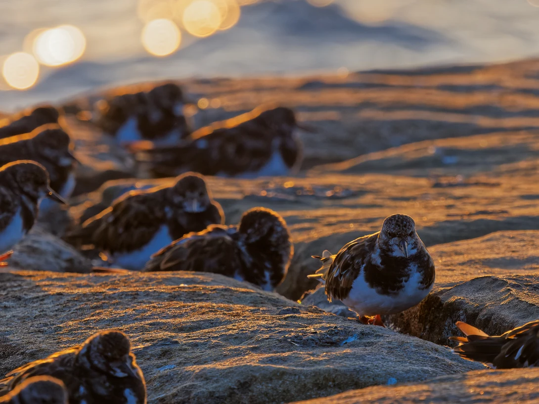 Shorebirds rest on rocky tidal pools during golden hour with soft bokeh lights in the background.