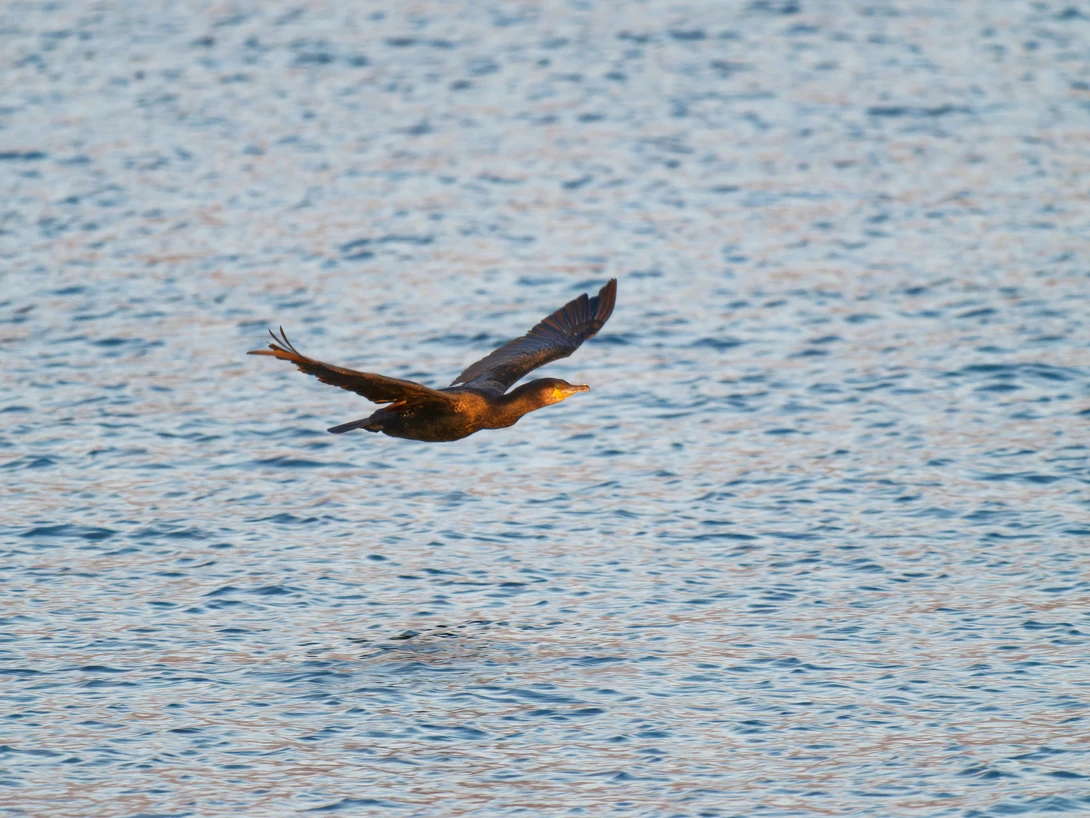Bird with dark wings and golden-brown body in mid-flight over rippled water surface.