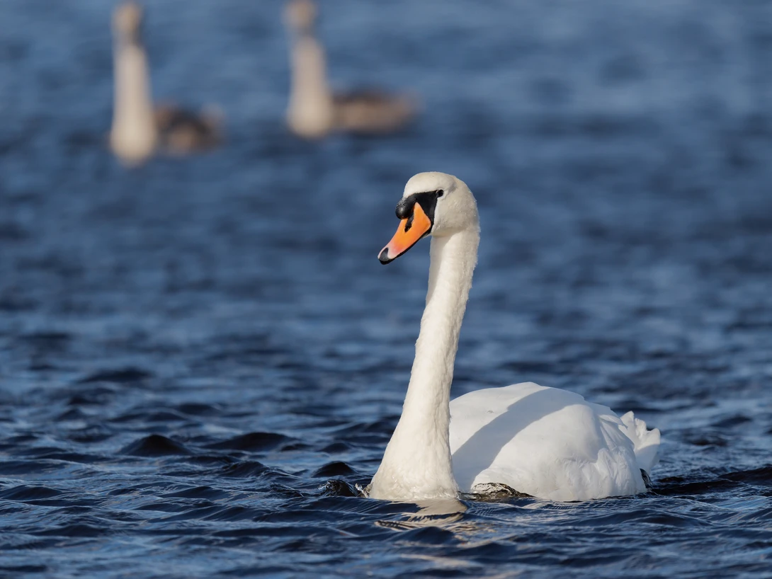 Mute swan swimming in water with blurred swans in background.