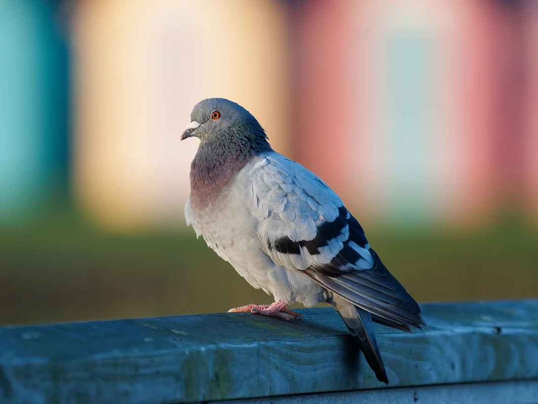 Pigeon perched on a blue rail with blurred colorful background.