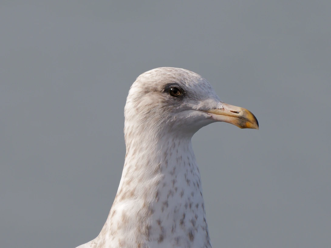 White seagull head in profile against gray sky, showing detailed plumage and golden beak.