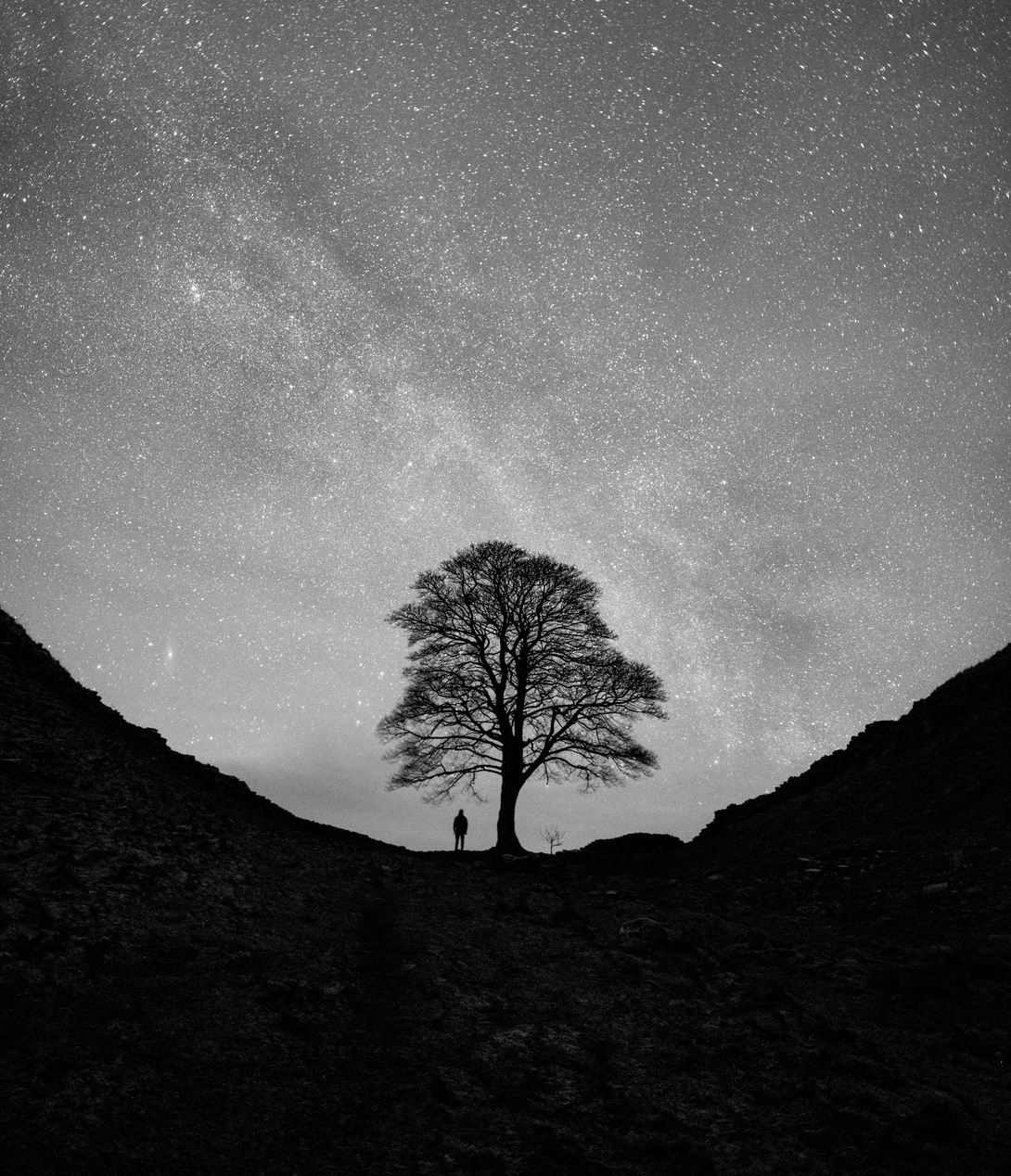 Solitary bare tree silhouetted against a starry night sky between two dark hillsides.