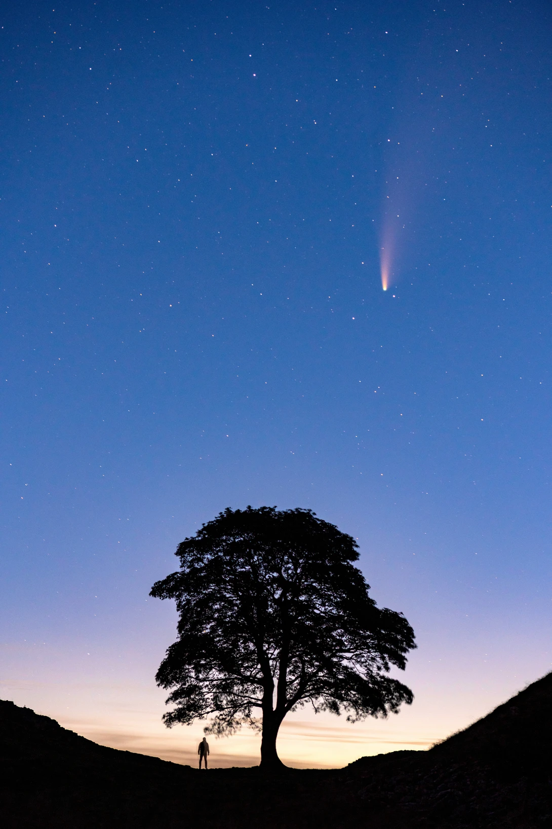 Silhouetted tree against twilight sky with comet or bright celestial object streaking overhead.