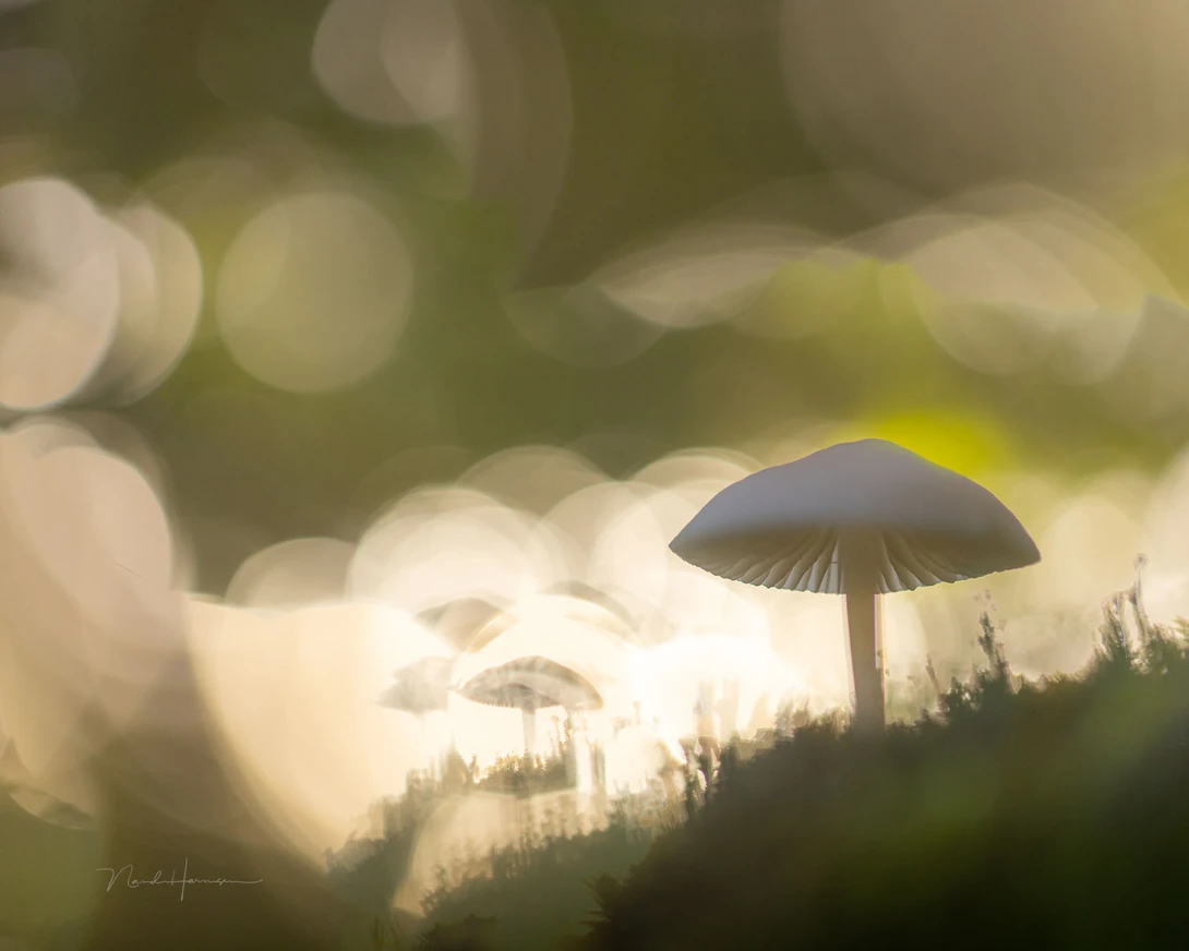 A combination of bokeh rings, and some other mushrooms that appeared inside the bokeh rings. It took some experimenting in achieving this effect. I used normal sunlight that found its way through the canopy.