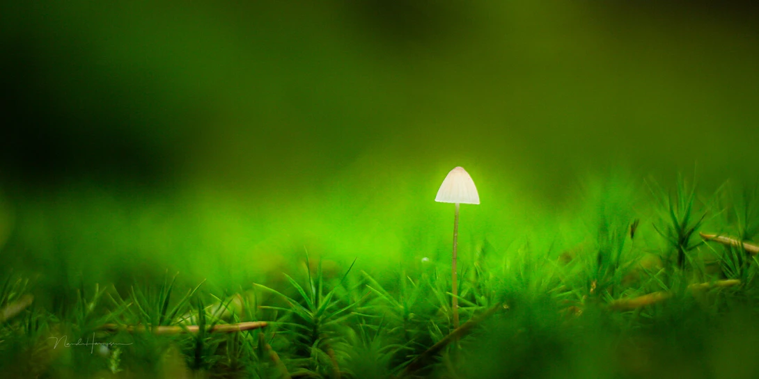 I neglected to remove the pine needles in this photograph. It works distracting for me. What do you think? I captured this mushroom with a 135mm lens and a 25mm extension tube.