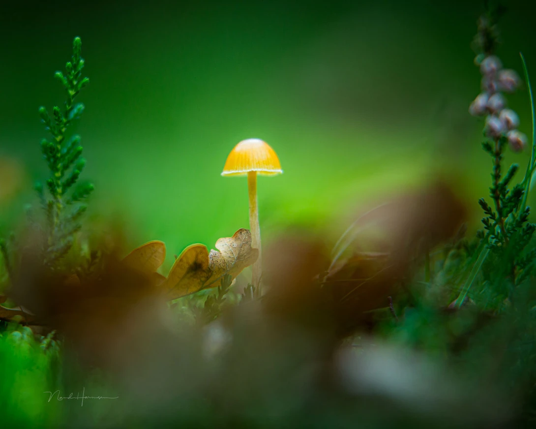 Getting close to the ground offers a nice perspective. Use leaves or grass to shoot through, and use a small depth of field to have as little as possible disturbance from its surroundings.&nbsp; Captured with a 70-200mm lens at 153mm focal length.