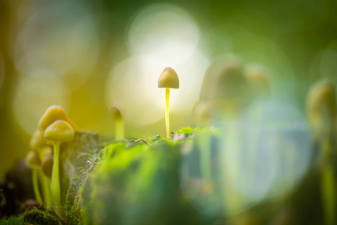 I love to experiment with multiple exposures. Especially since my camera saves the combined exposure in the normal raw file format. This is a combination of two exposures on the spot.