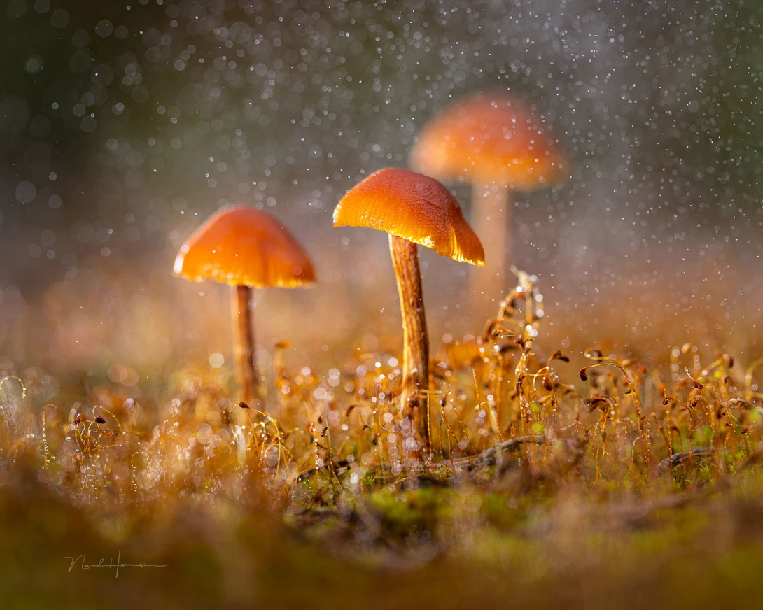 A simple plant sprayer filled with water, and a flashlight offers the ability to mimic a rain show. I did use a macro lens for this, but kept a distance of 63 cm according to the exif data.&nbsp; I could have achieved this also with a 70-200mm lens, combined w