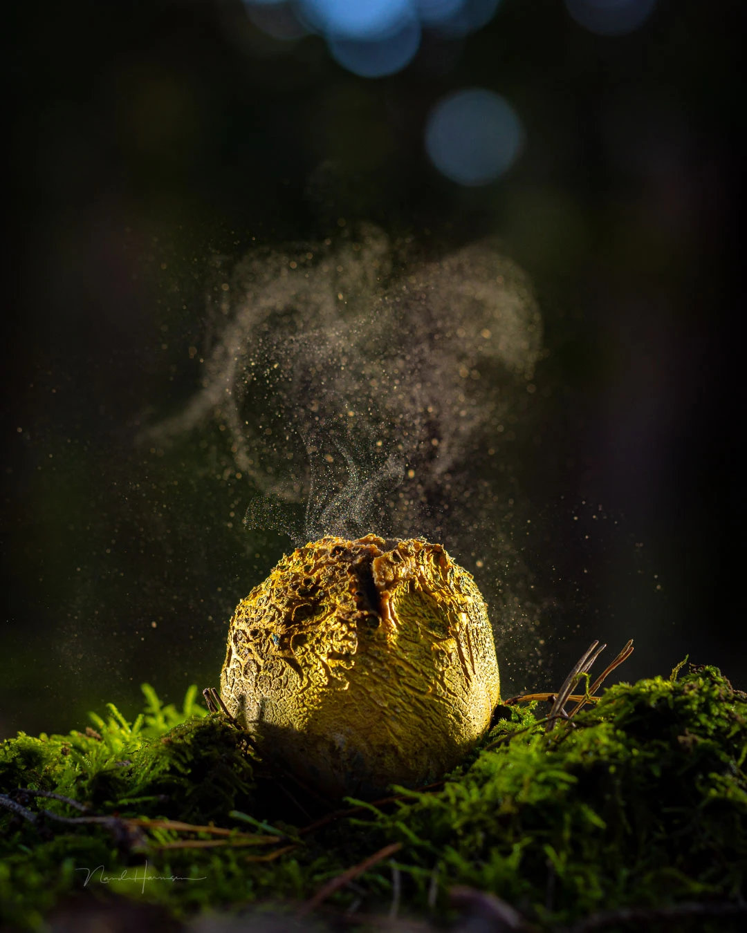 It took a bit of effort to capture these spores. I had to use a flashlight for this and many attempts. But it was worth it, I think. I used a 100mm focal length at 1.17 meter distance according to the exif data.