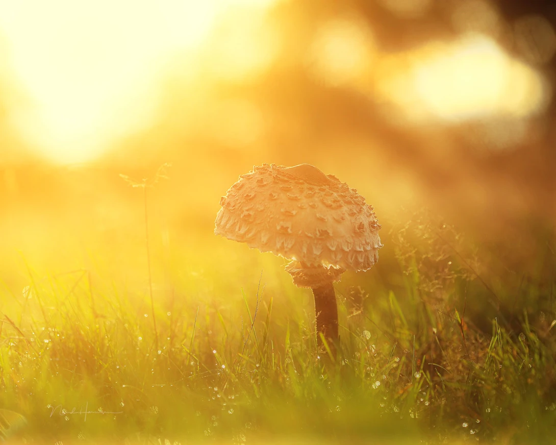 This mushroom can be found everywhere. It offers a lot of different composition possibilities. Captured with a 135mm prime lens.