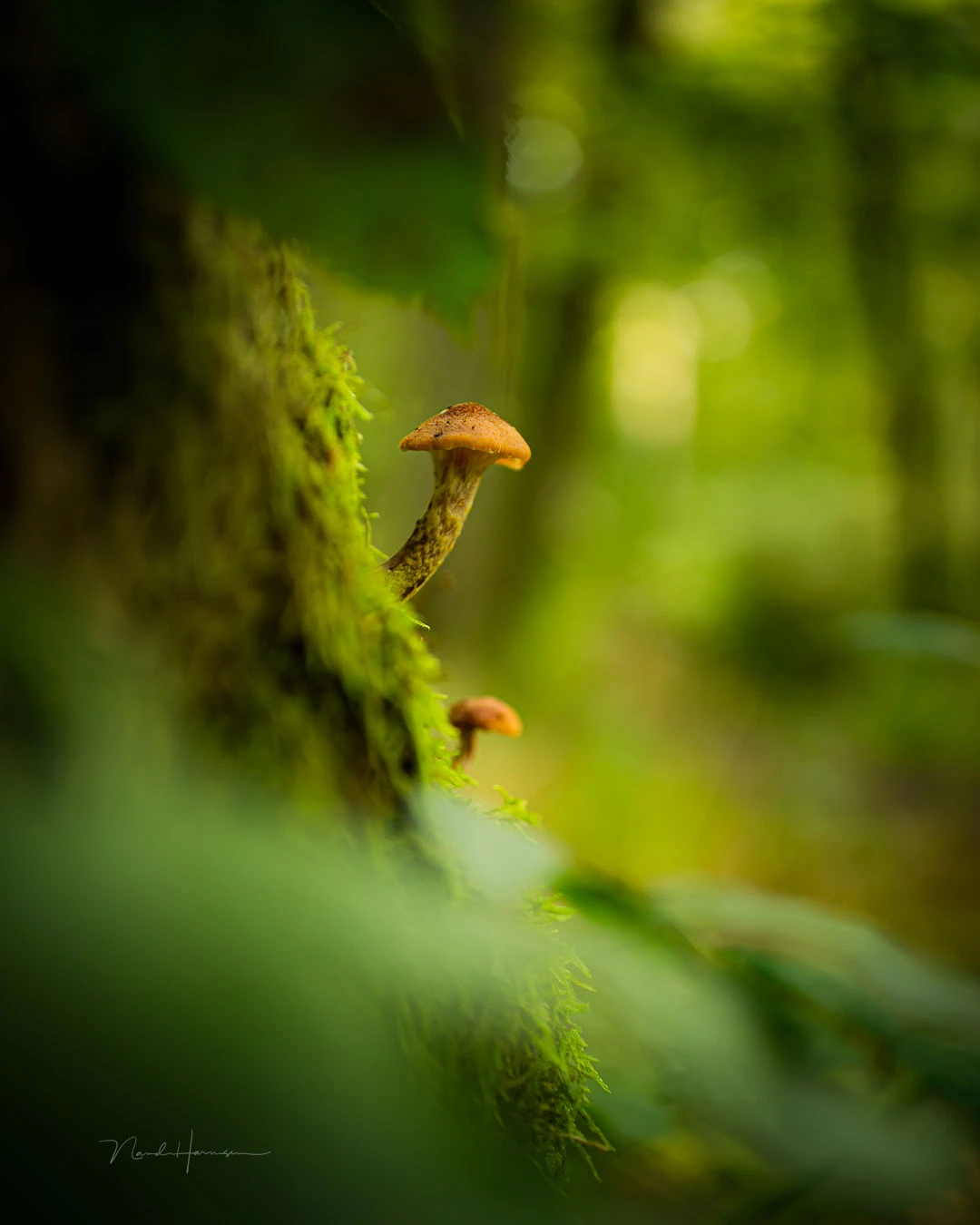 Using a standard lens with a shallow depth of field, I managed to capture the forest in the background without it being distracting. I used a 35mm prime lens and an aperture of f/1.4.