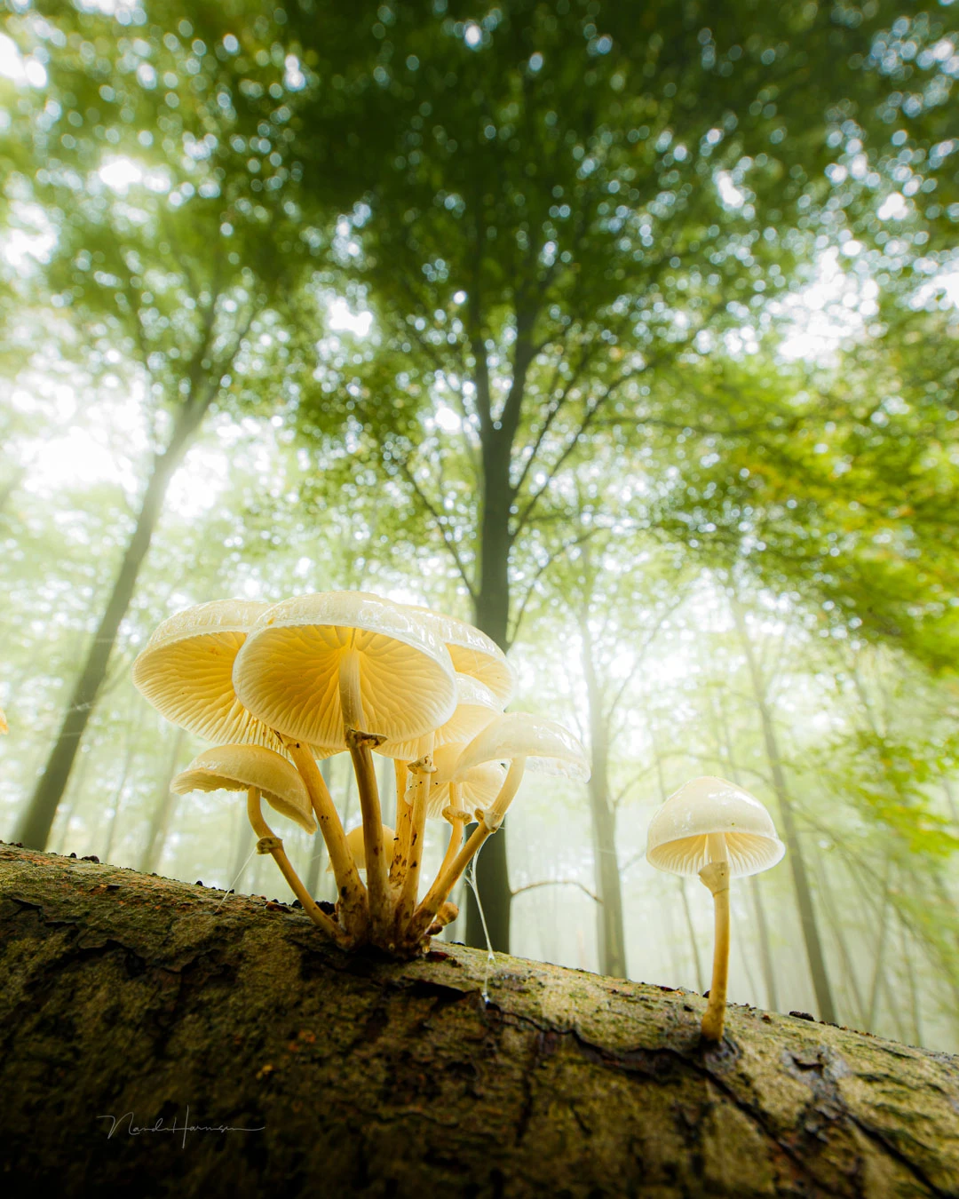Often, a wide-angle lens can focus relatively close-by. Combined with the minimum depth of field, the background is out of focus while still being recognizable. The mushroom must be large for this to work. I used a 17mm wide-angle lens for this, with an a