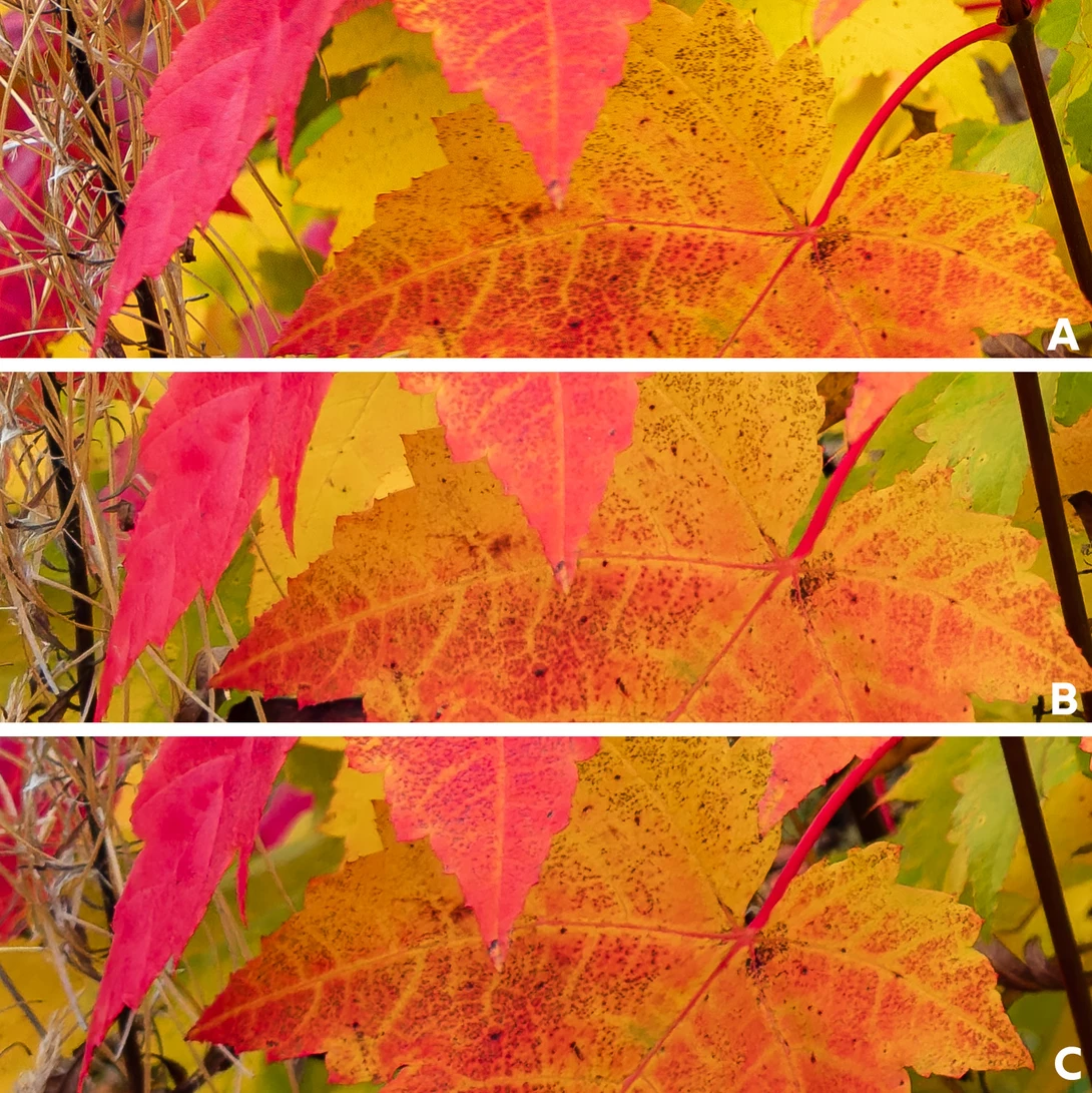 Three similar autumn leaf photographs arranged vertically, showing vibrant fall foliage in pink, yellow, and orange tones.