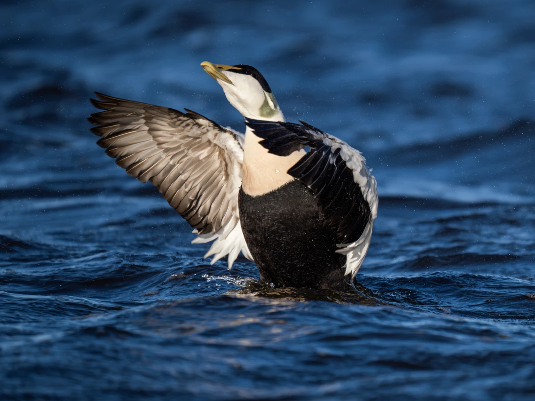 Black and white waterfowl with wings raised on blue water.