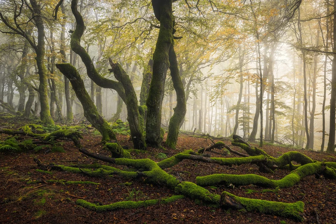 Enchanted