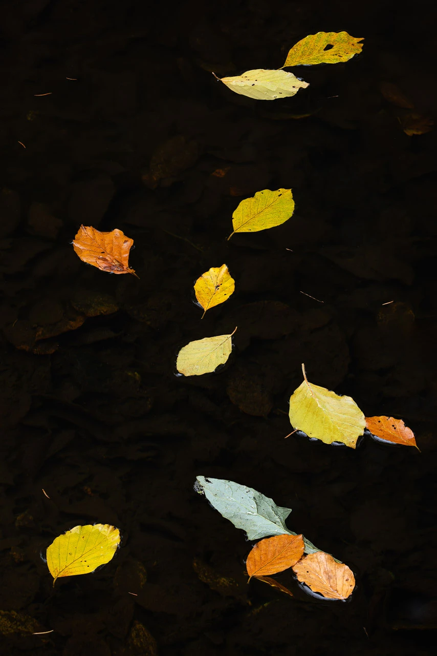 Fall