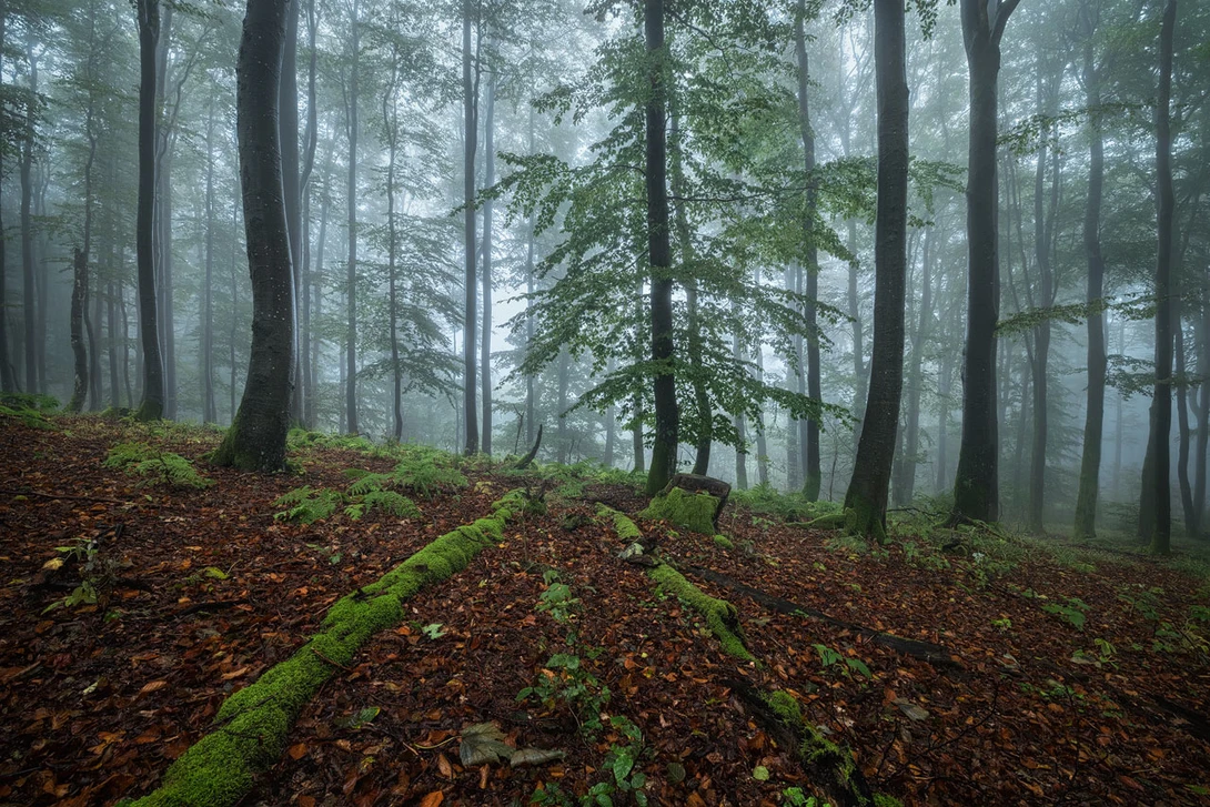 Forest Mist