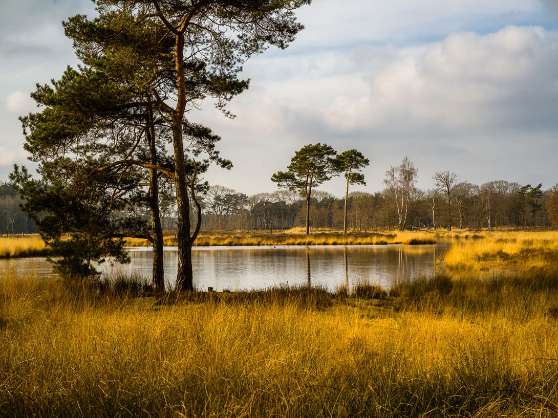Balance can be achieved in many different ways. The small pine trees in the back are important for that balance.&nbsp;