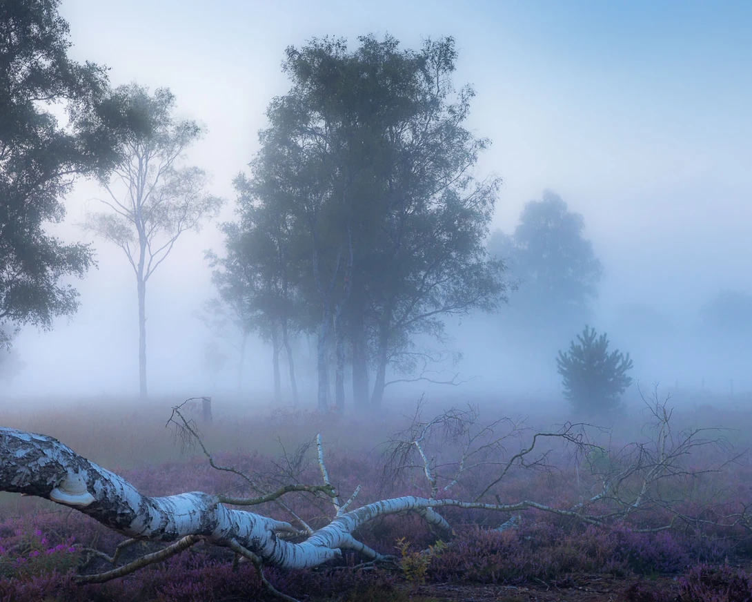 Birch trees in the mist, I like the tree on the ground. Although I liked the composition at first, the tree on the left side of the frame doesn't fit. The other side is completely empty. There is no balance.