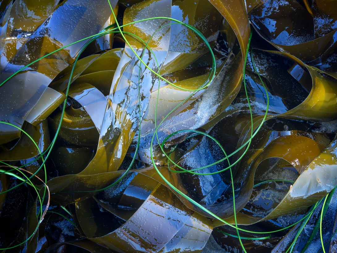 Overhead view of kelp fronds tangled with green rope in shallow water.