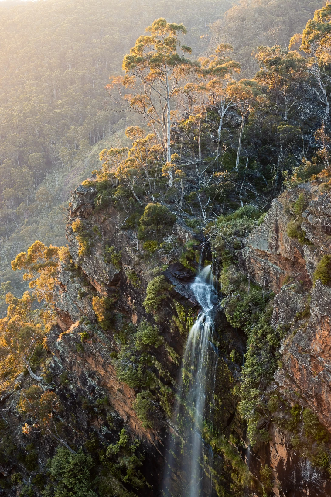 Waterfall cascading down a moss-covered cliff face surrounded by tall eucalyptus trees in misty forest.
