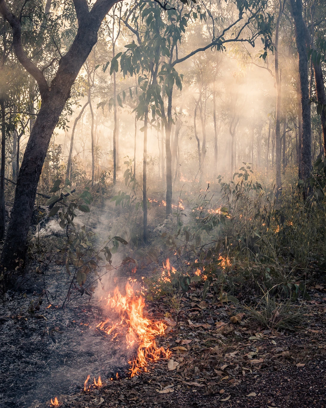 Forest fire with flames spreading across the ground beneath tall trees shrouded in smoke.