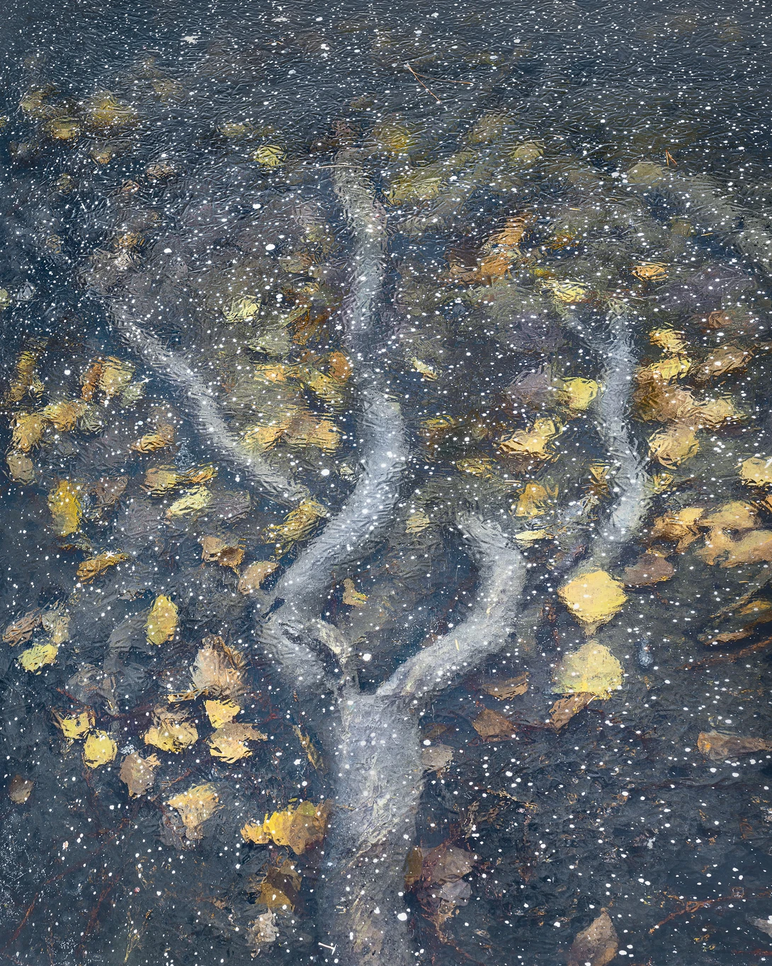 Aerial view of a winding river cutting through golden autumn foliage and dark earth.