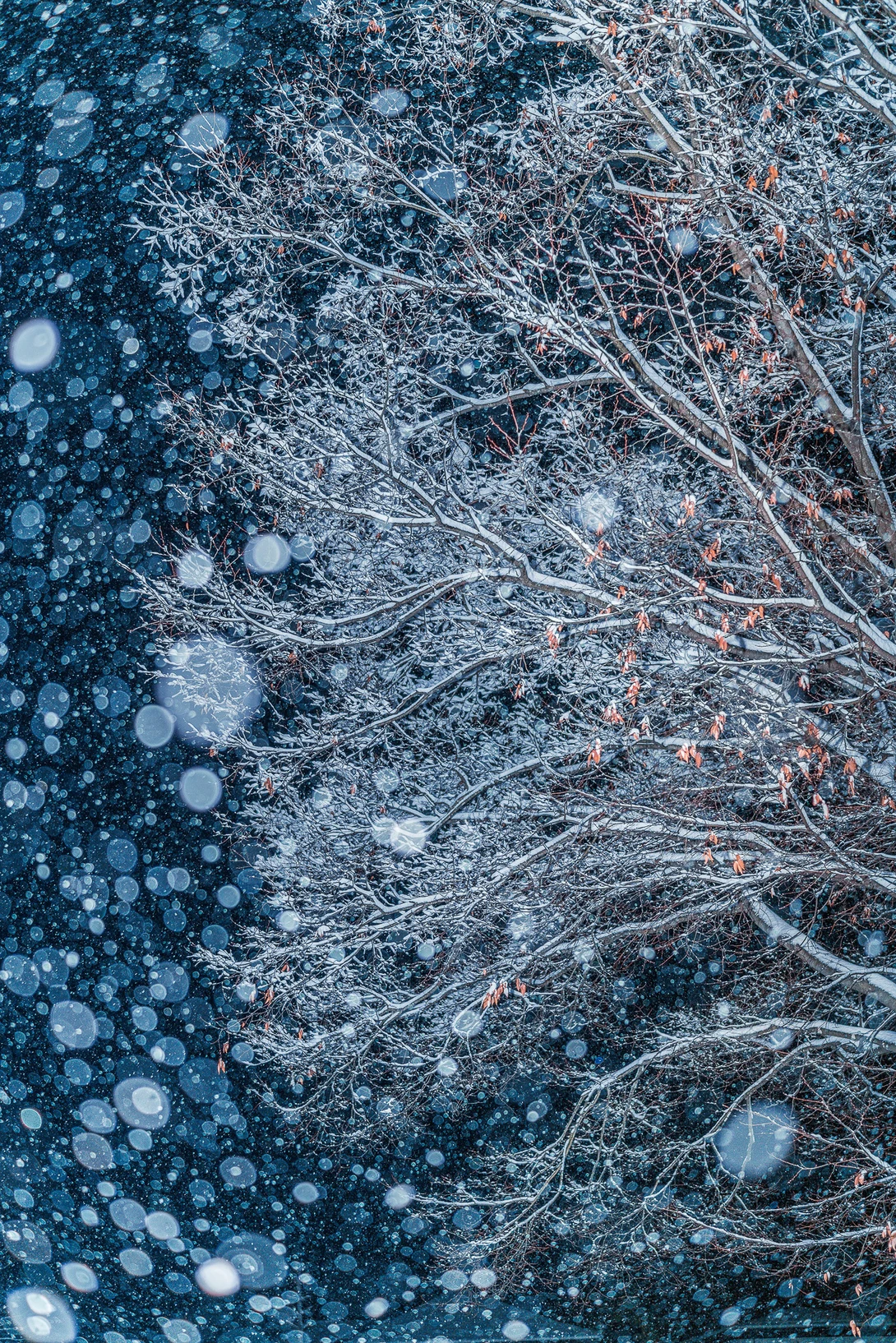 Frost-covered tree branches with bokeh lights in cool blue tones during winter.
