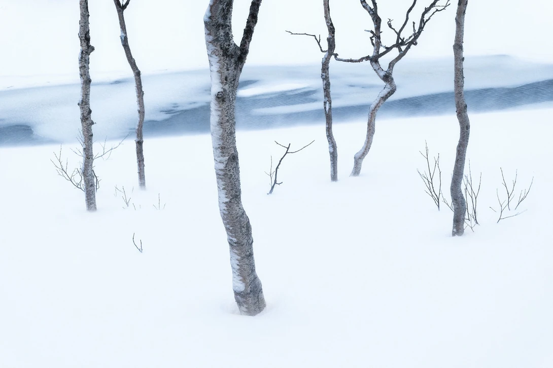 Bare birch trees standing in deep snow with a frozen lake and forested hills visible in the misty background.