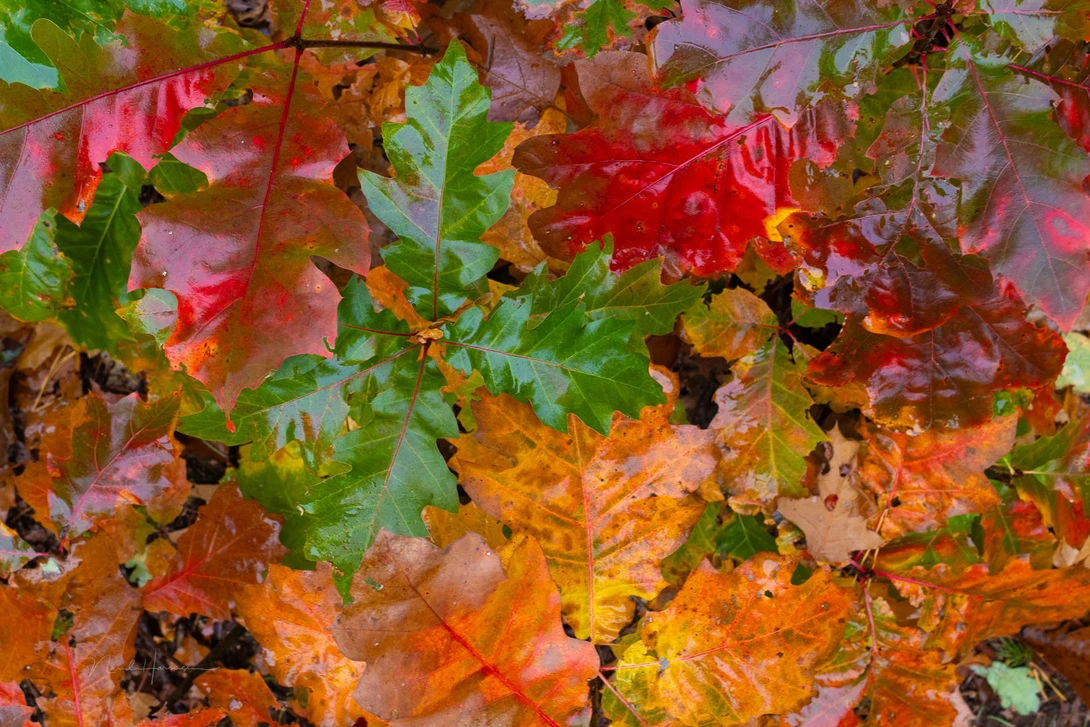 Colors are rendered beautifully Canon EOS R10, ISO 400, f/8, 1/25s, unedited