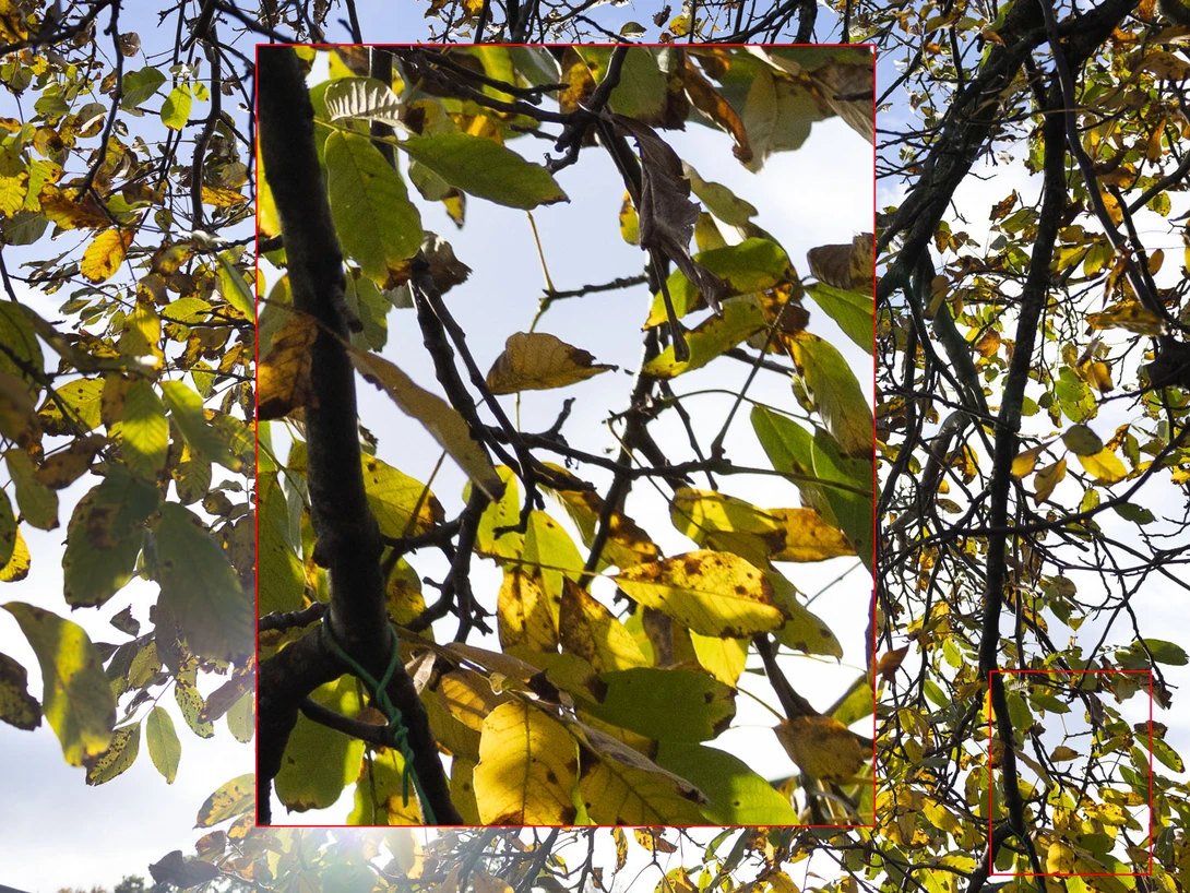 At f/4.5 there is no obvious chromatic aberration. Take note, lens correction is enabled in this example.