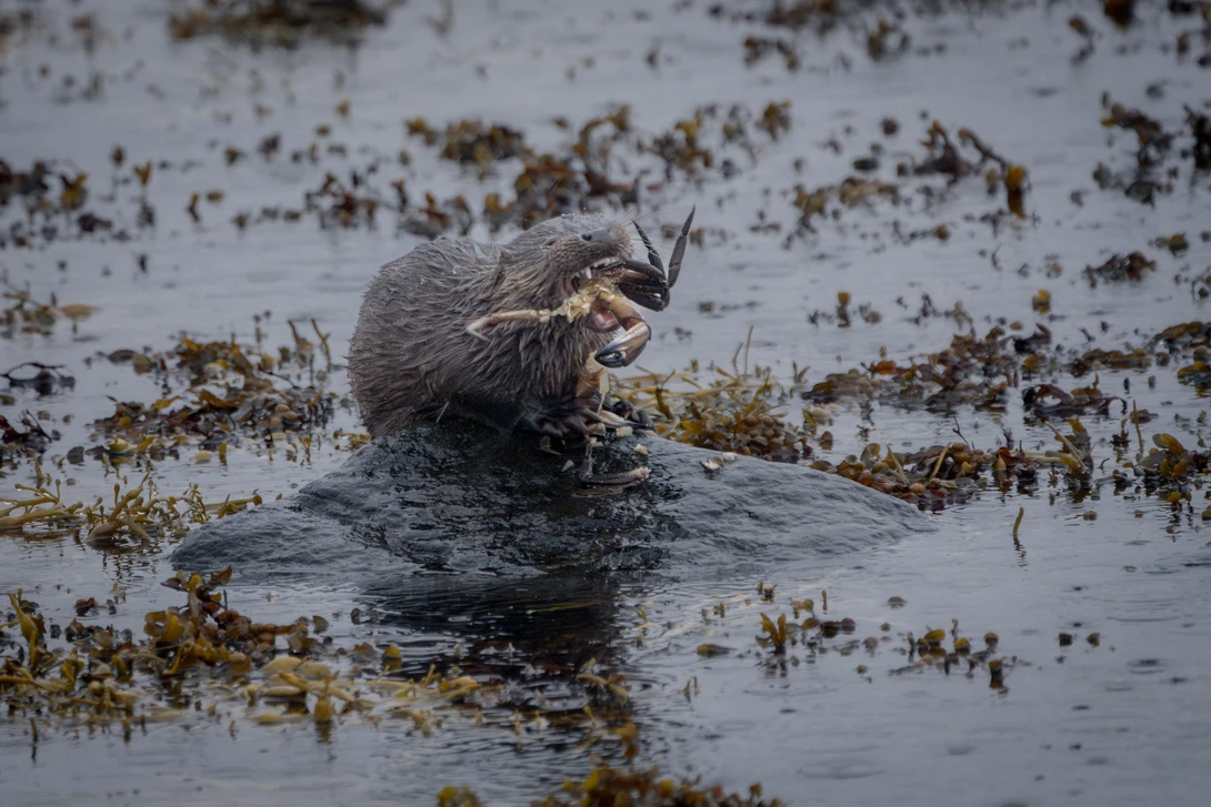 Otter surfacing in shallow water surrounded by seaweed and debris.