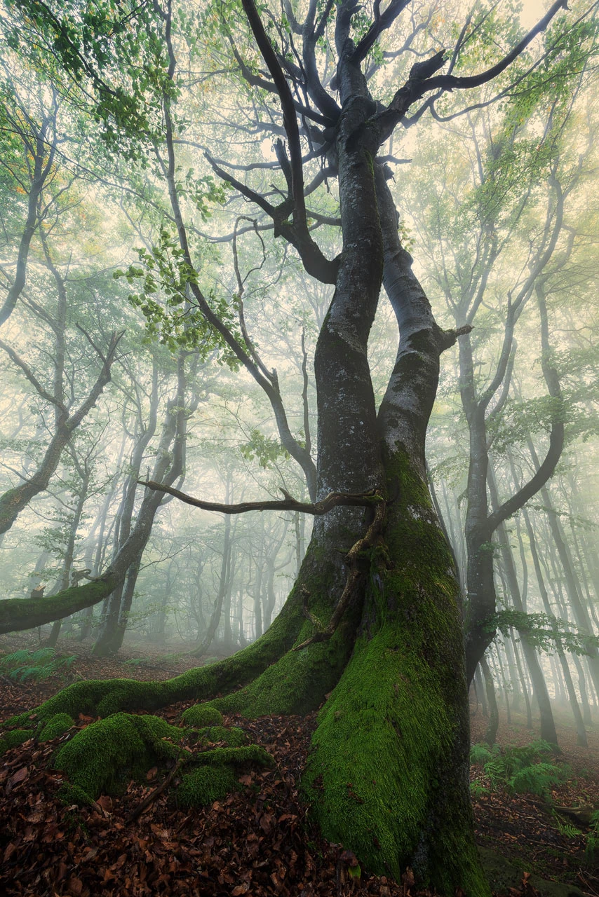 Forest Magic