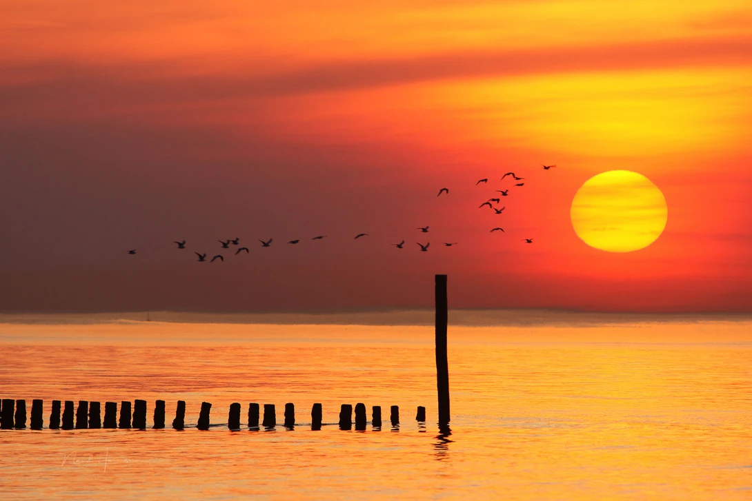 According to the law of similarity we see a flock of seagulls instead of individual birds.
