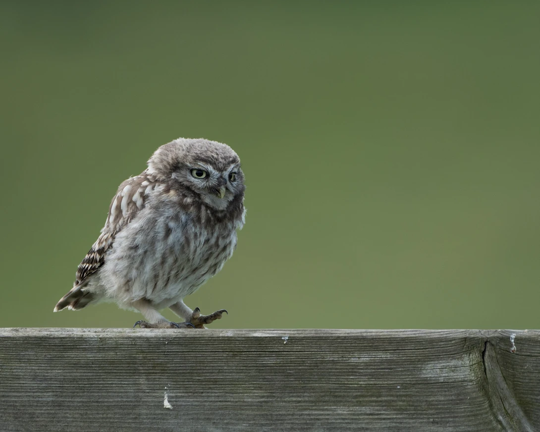 Little owl perched on wooden rail against soft green background.