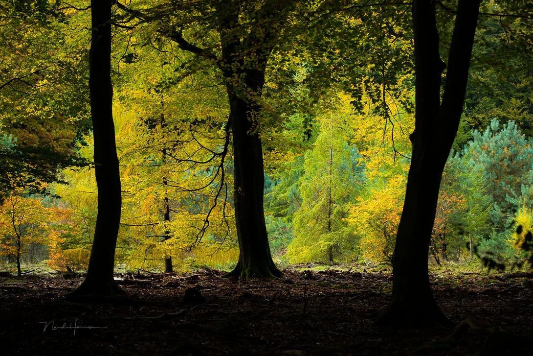 Silhouetted tree trunks frame a vibrant yellow and green forest canopy in backlighting.