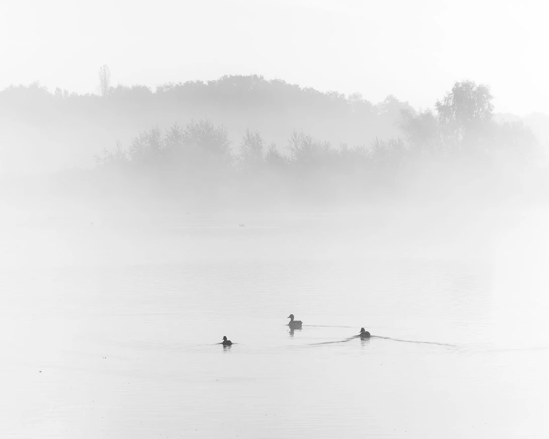 Three ducks swimming in the fog I prefer three over two or four. This is according to the rule of odds.