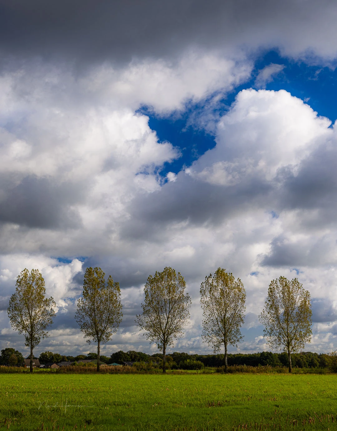 Five trees.