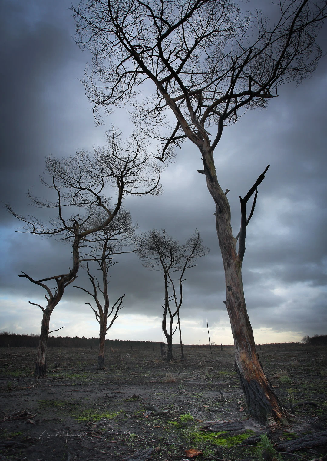I don't see four trees, but one in the front and three in the back. The three in the back apply to the rule of odds.