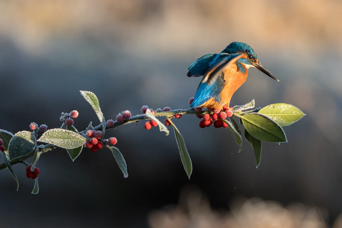 Kingfisher perched on a berry-laden branch with soft, blurred background.